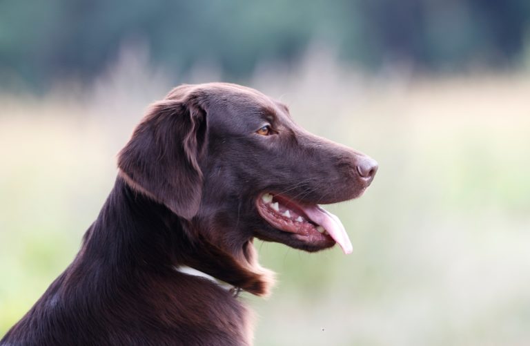 Zuchthündinnen Flatgold’s FCI Kennel Flatgold’s Flatcoated Retriever
